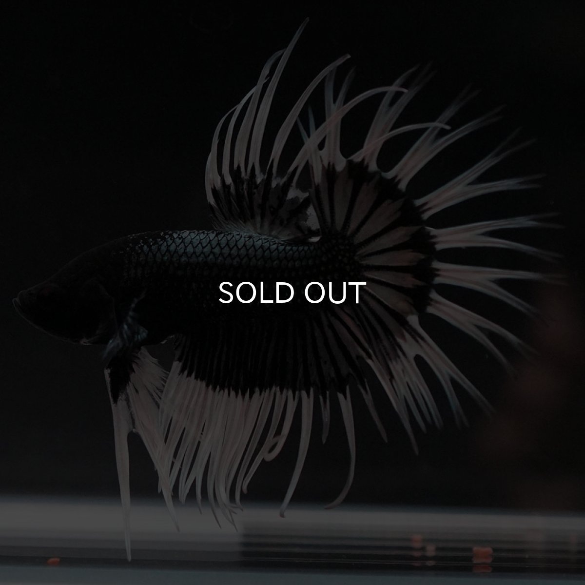 画像7: CT ブラックカッパーバタフライ (7)