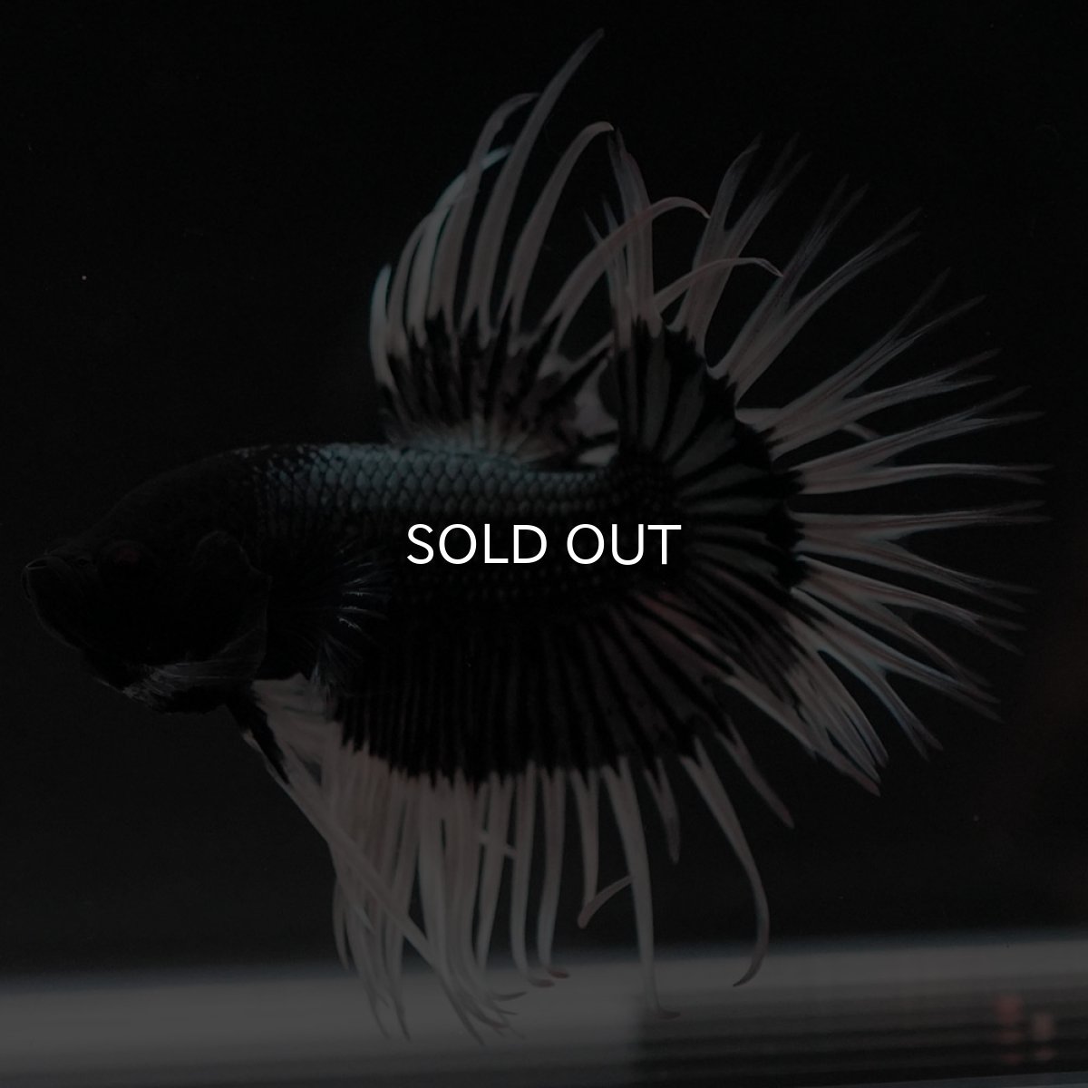 画像5: CT ブラックカッパーバタフライ (5)