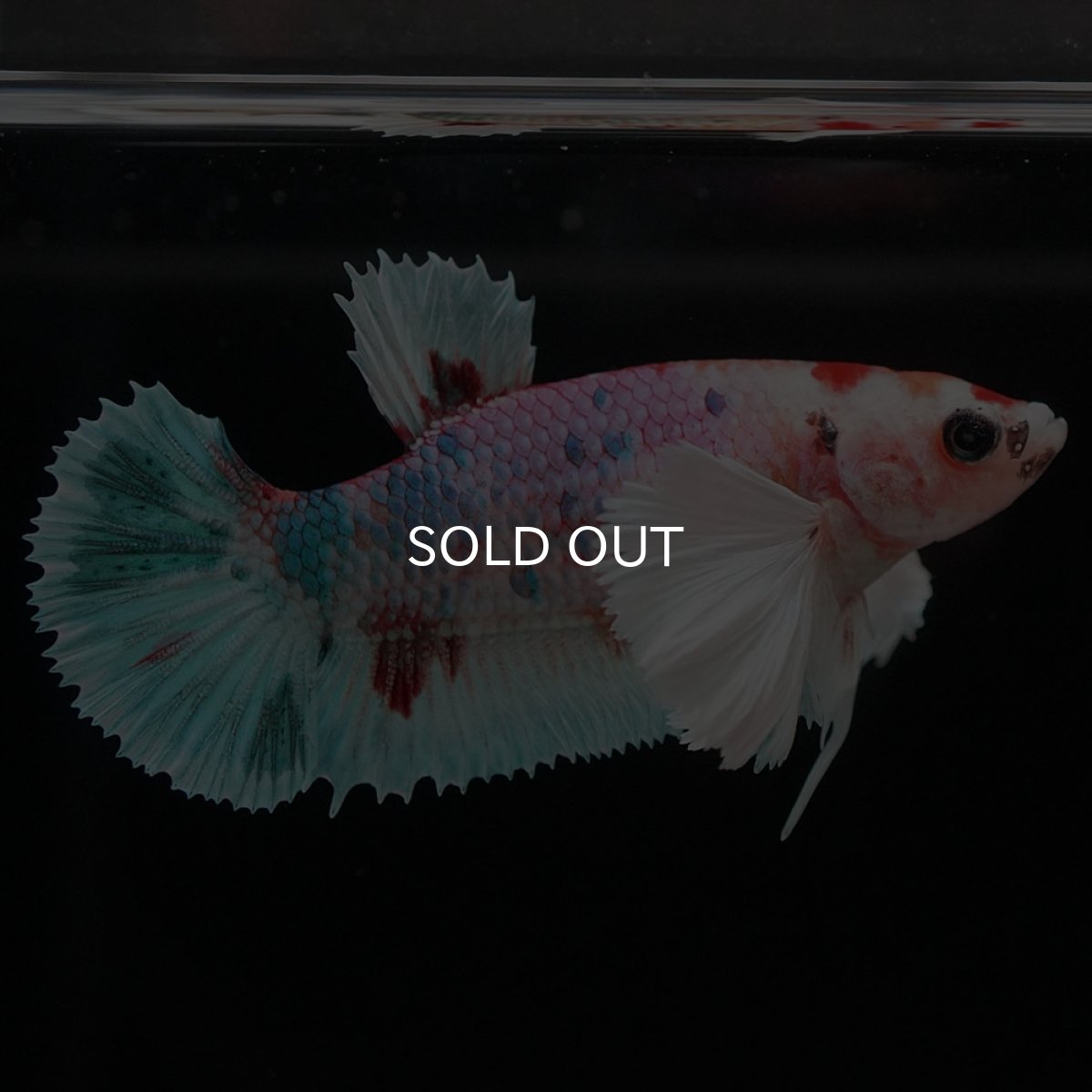 画像2: HMPKダンボ キャンディ メス (2)