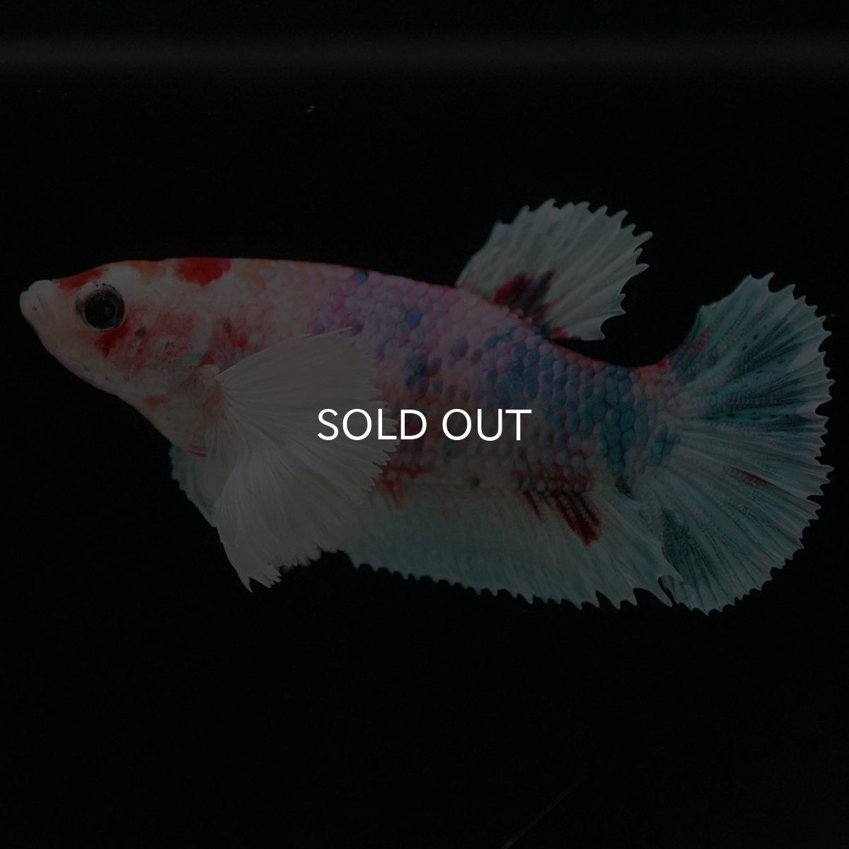 画像6: HMPKダンボ キャンディ メス (6)