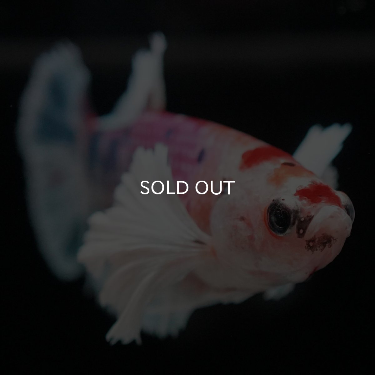 画像4: HMPKダンボ キャンディ メス (4)