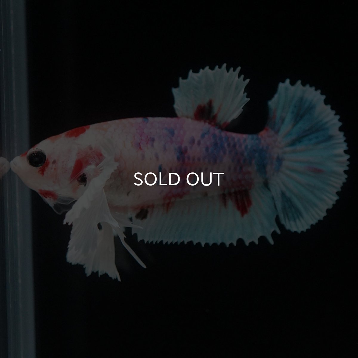 画像5: HMPKダンボ キャンディ メス (5)