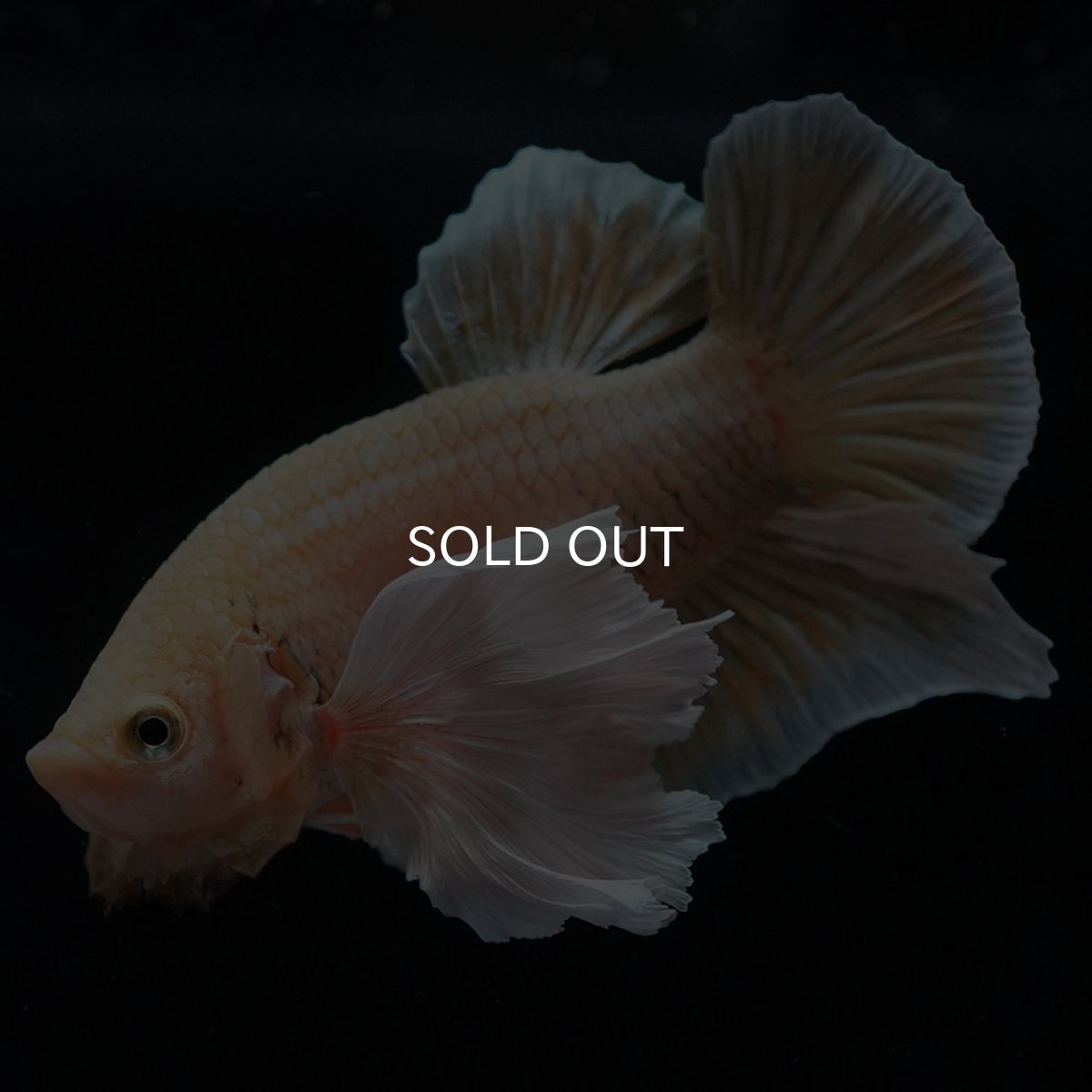 画像8: HMPKダンボ イエローゴールド (8)