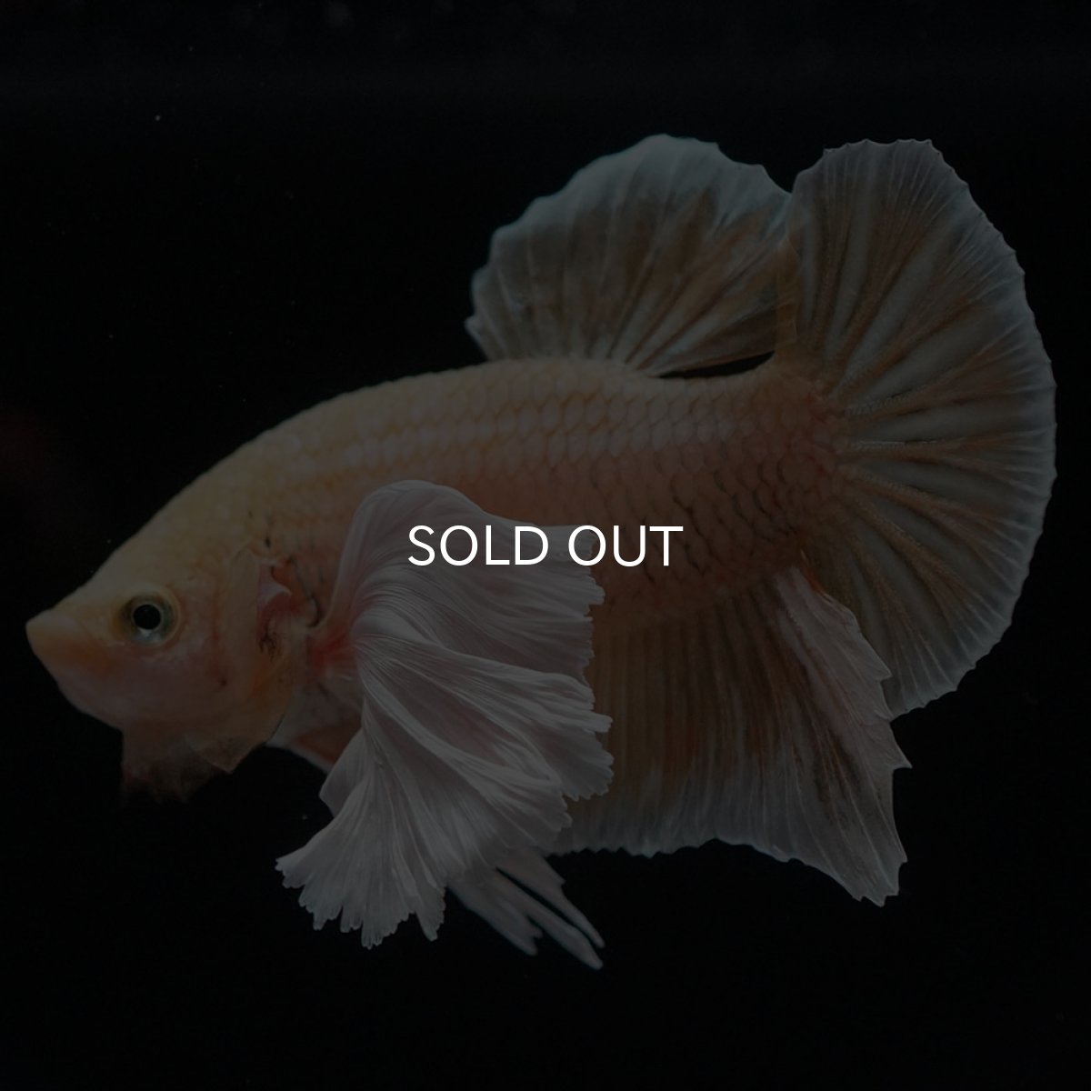 画像7: HMPKダンボ イエローゴールド (7)