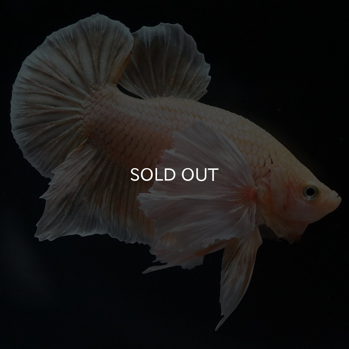 画像6: HMPKダンボ イエローゴールド (6)