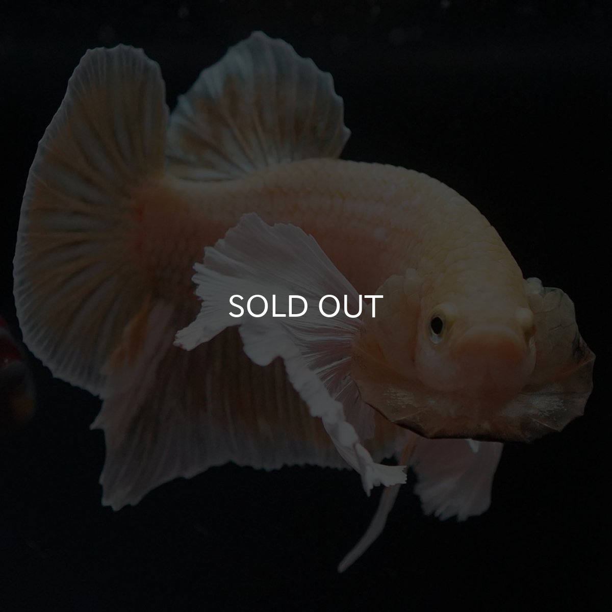 画像5: HMPKダンボ イエローゴールド (5)