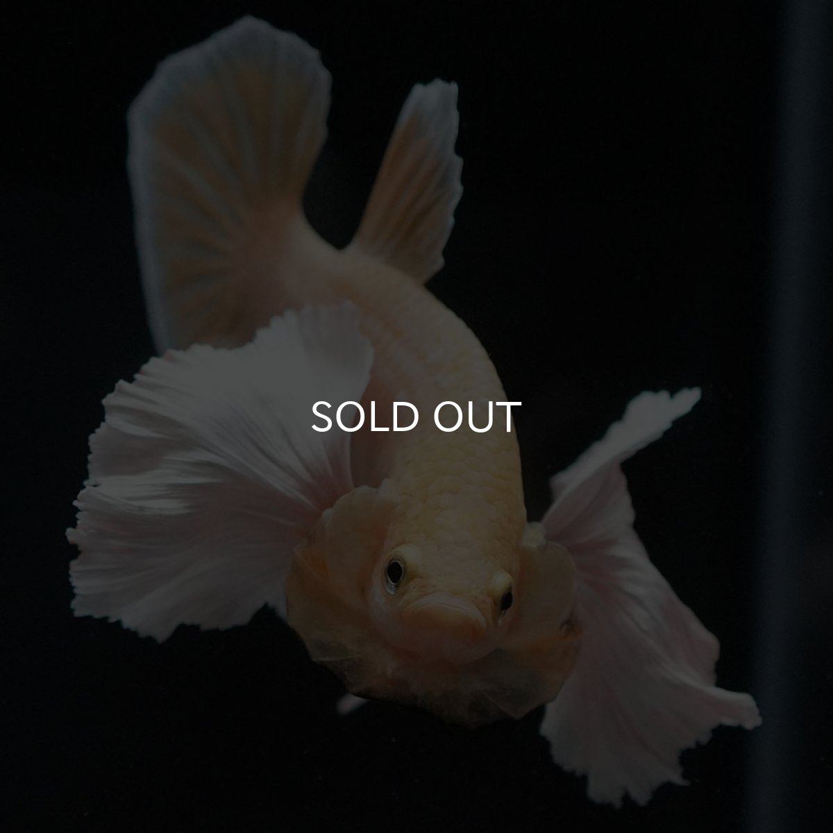 画像3: HMPKダンボ イエローゴールド (3)