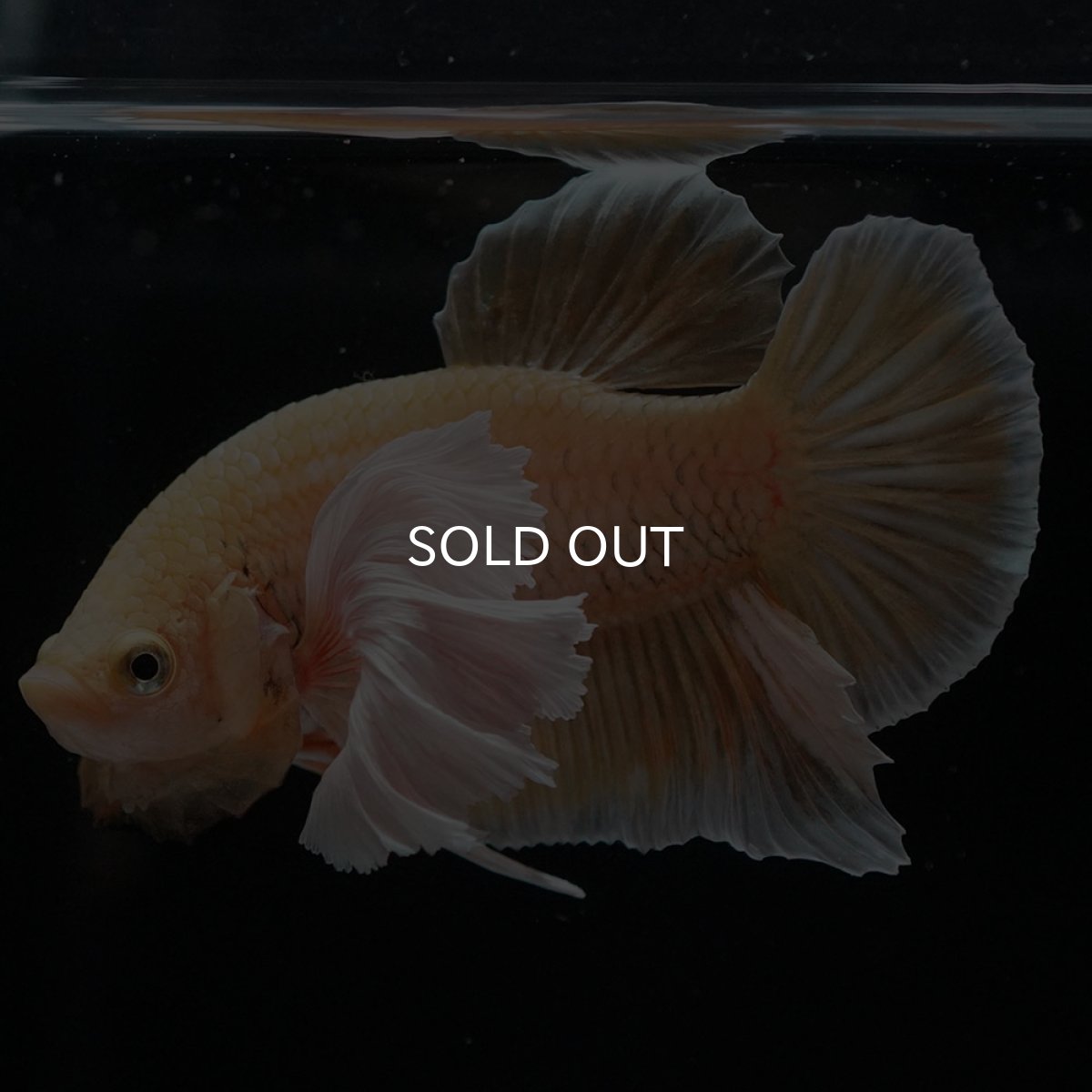 画像4: HMPKダンボ イエローゴールド (4)