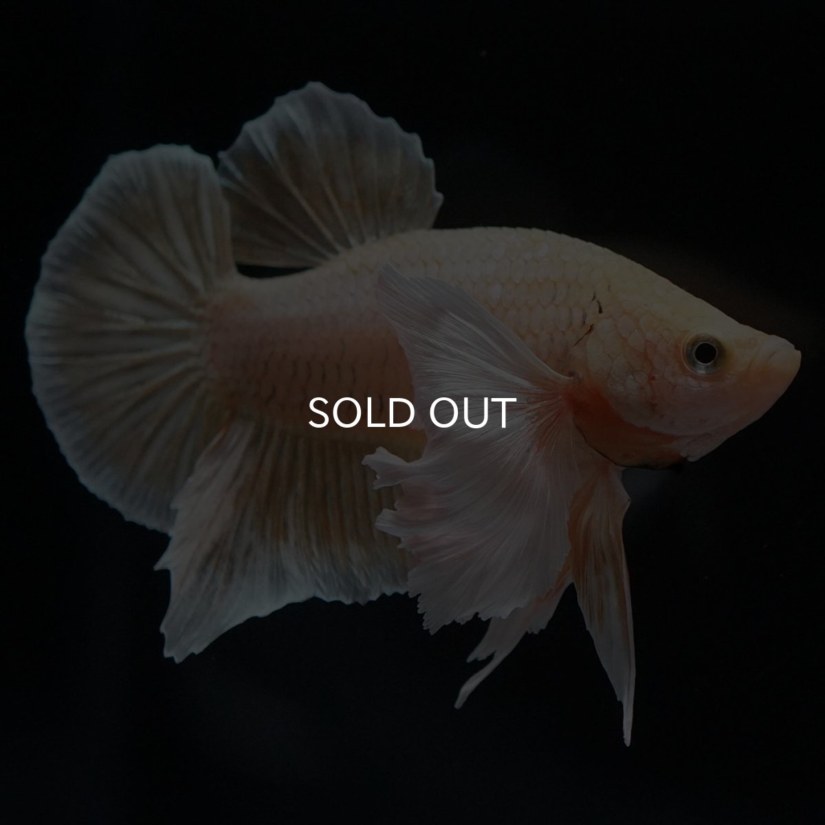 画像2: HMPKダンボ イエローゴールド (2)