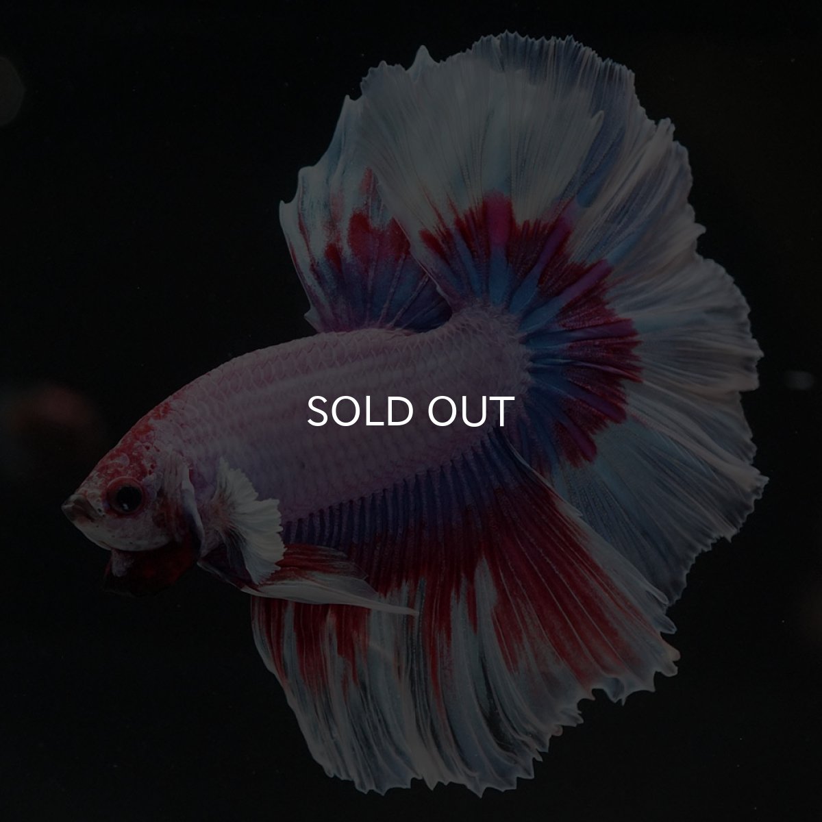 画像7: HM ラベンダーバタフライ (7)