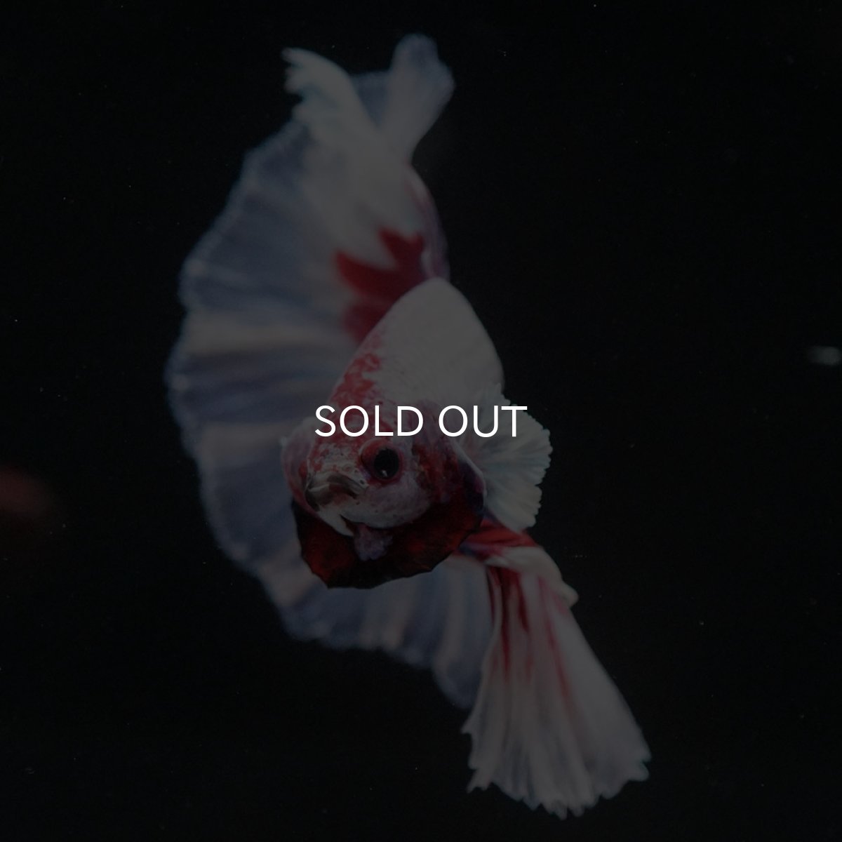 画像2: HM ラベンダーバタフライ (2)