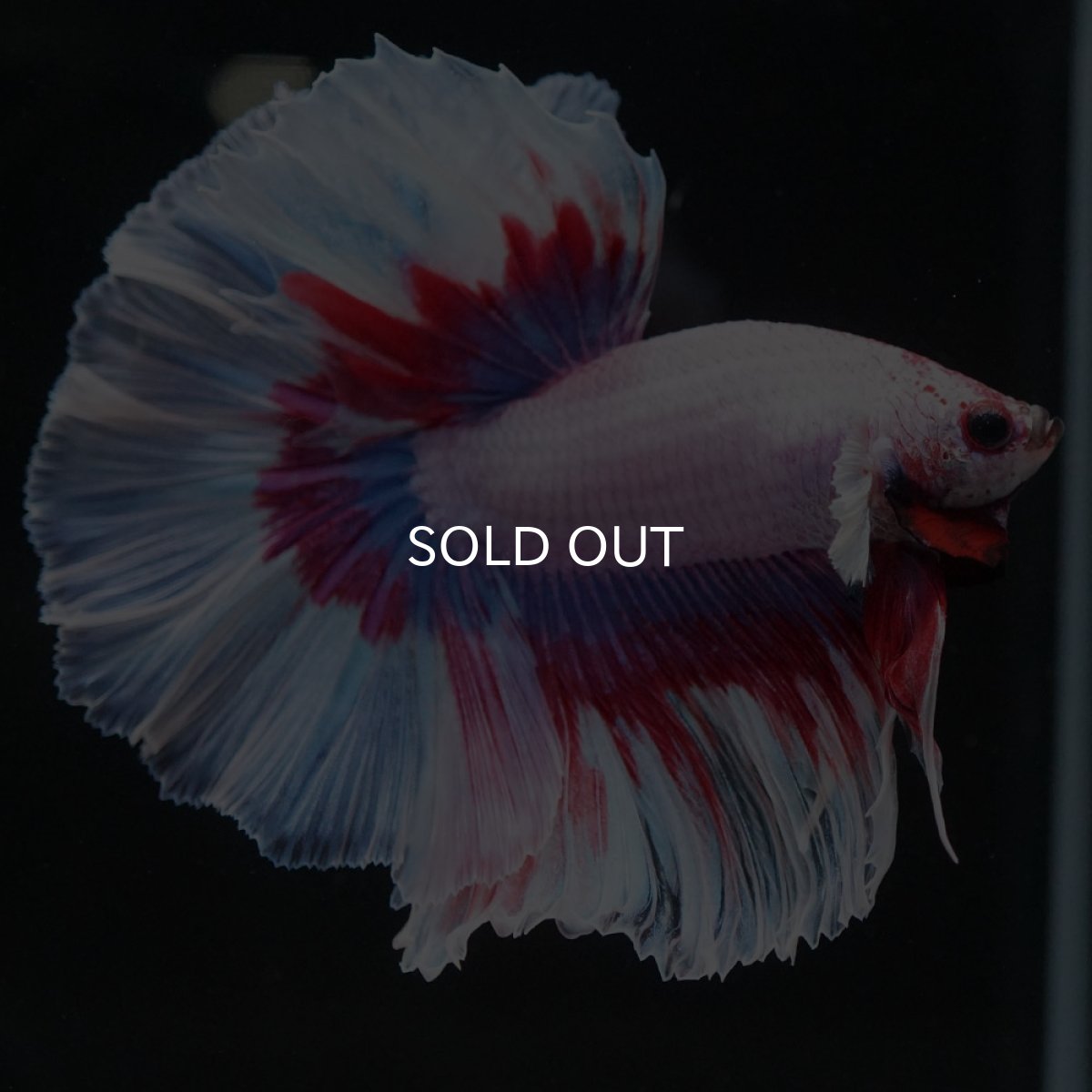 画像4: HM ラベンダーバタフライ (4)