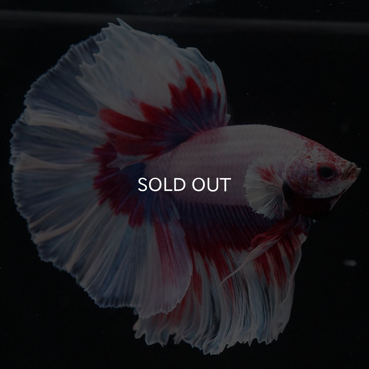 画像6: HM ラベンダーバタフライ (6)