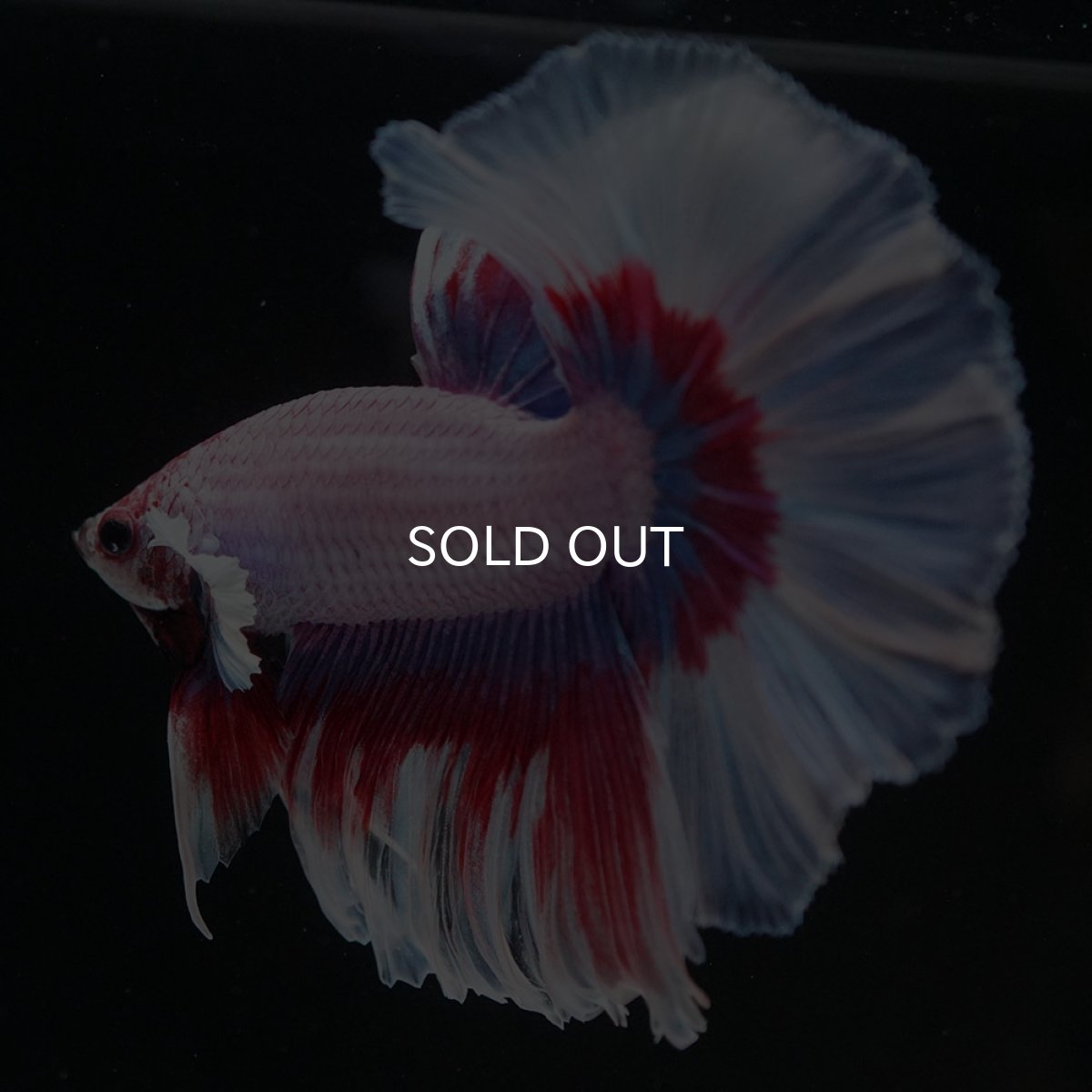 画像9: HM ラベンダーバタフライ (9)