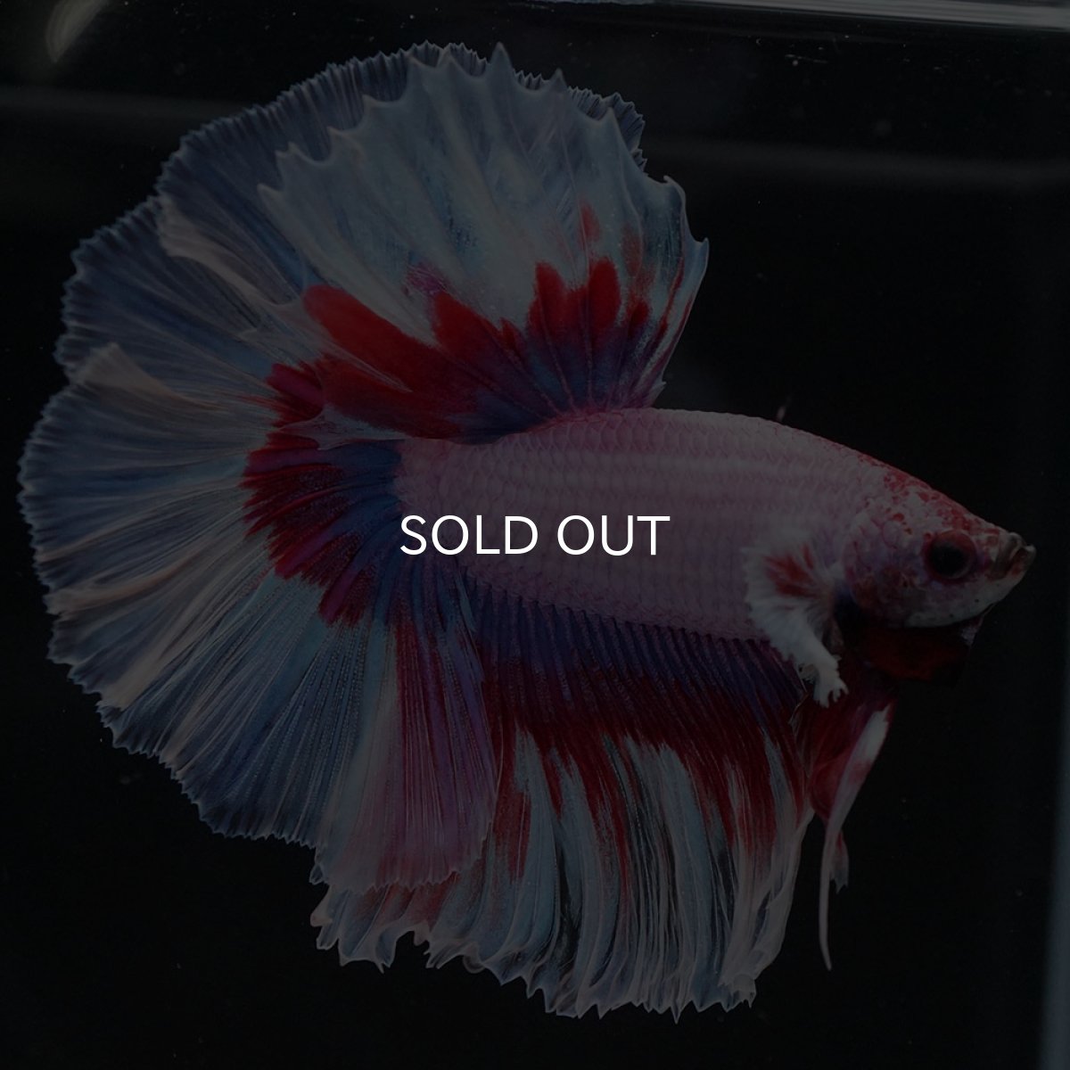 画像8: HM ラベンダーバタフライ (8)