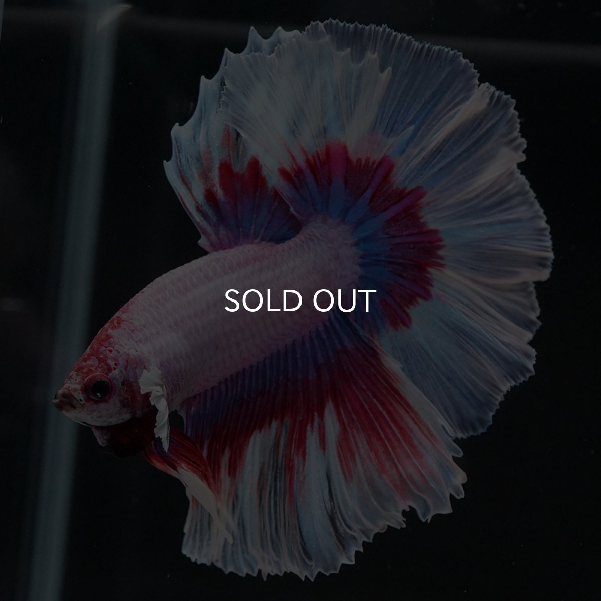 画像5: HM ラベンダーバタフライ (5)