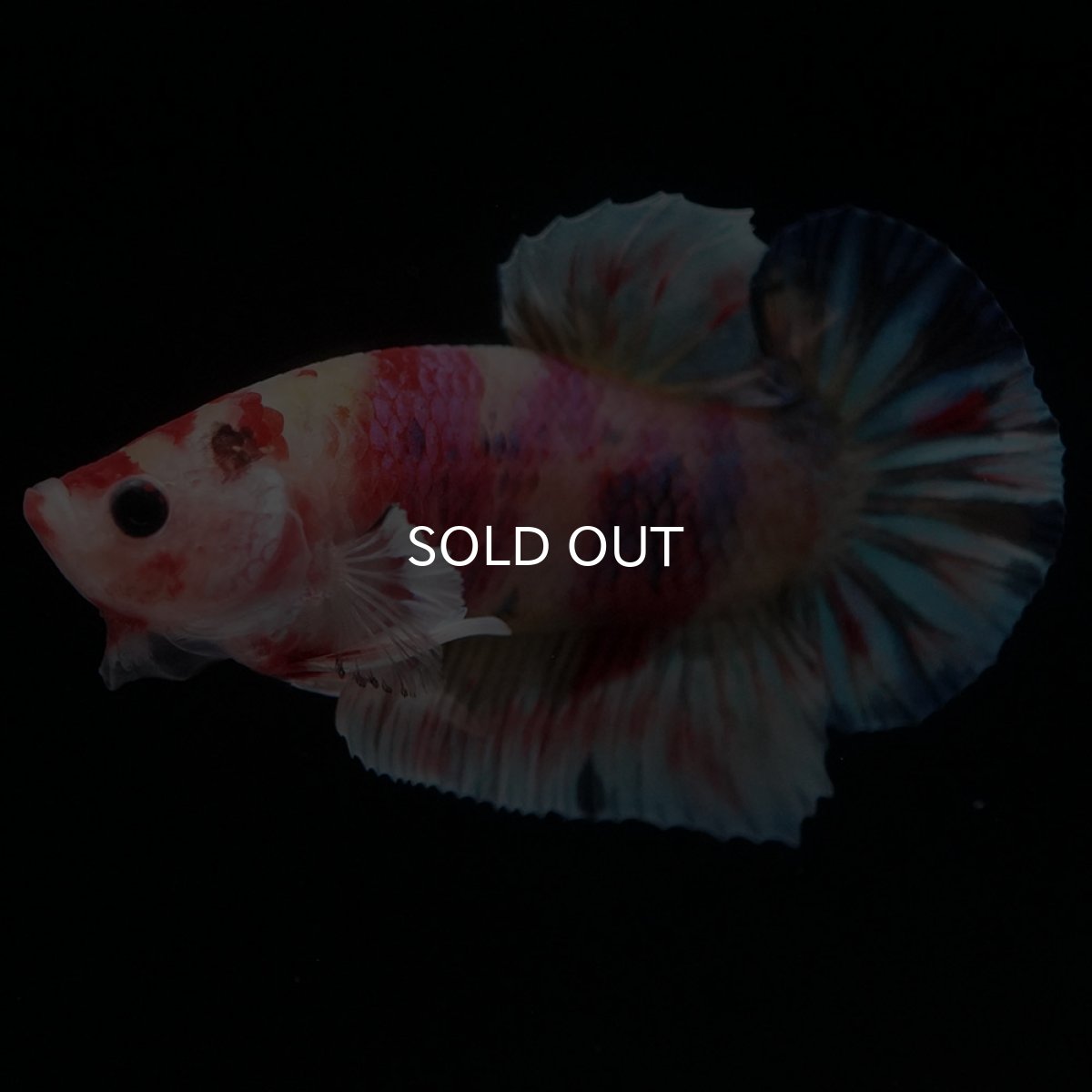 画像7: HMPK キャンディ (7)