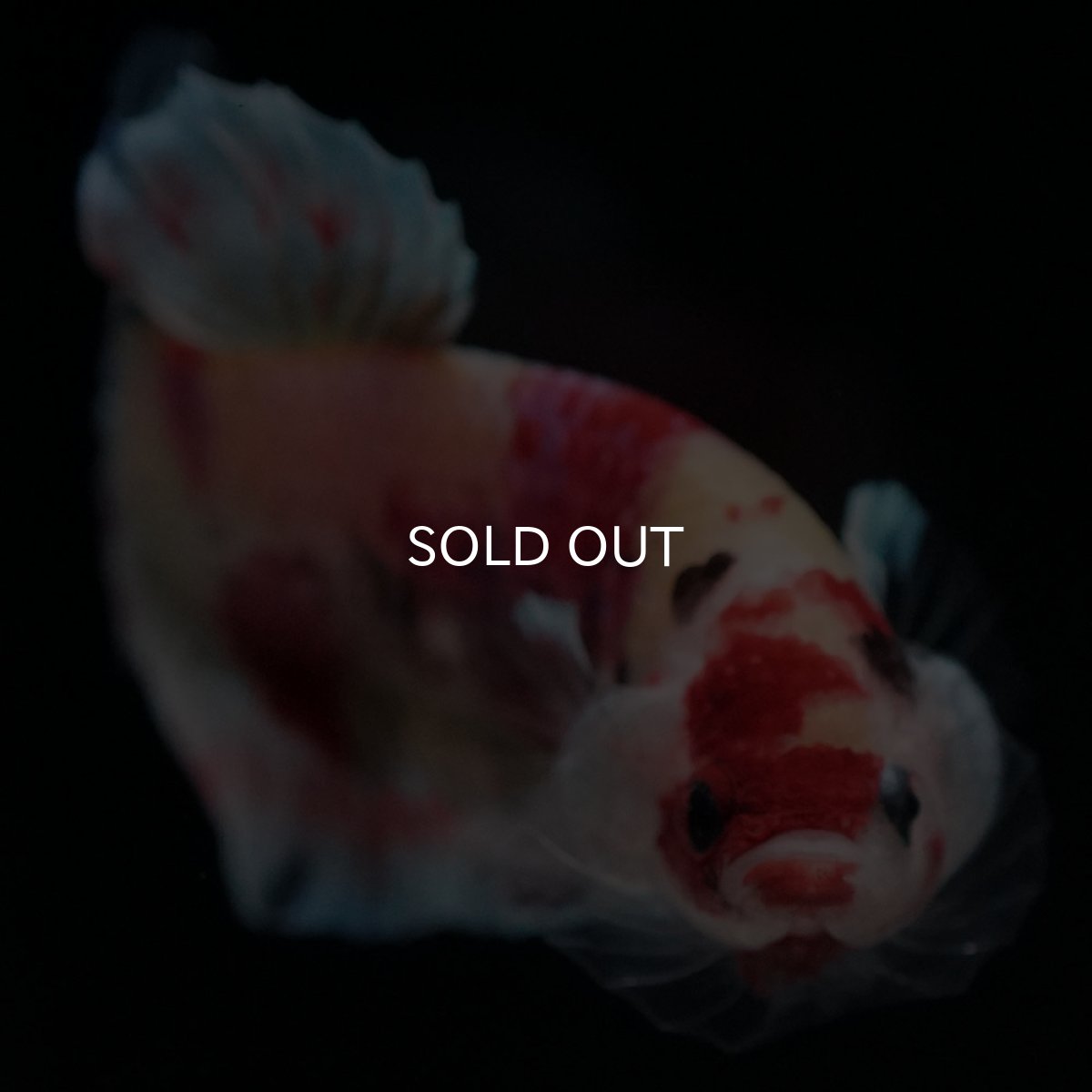 画像4: HMPK キャンディ (4)