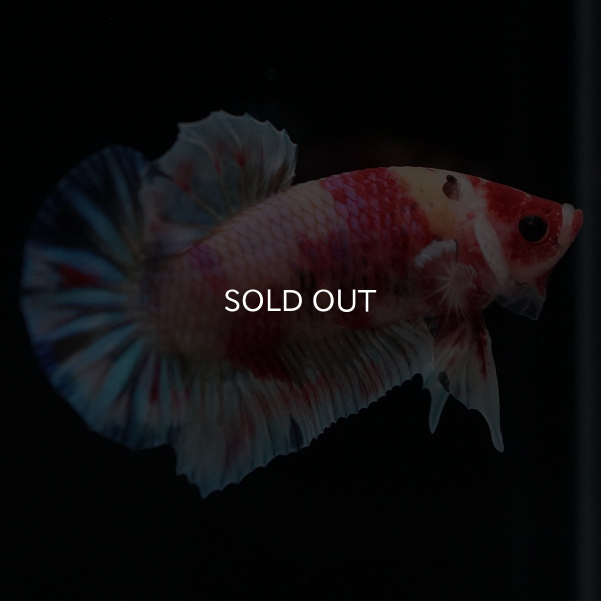 画像2: HMPK キャンディ (2)