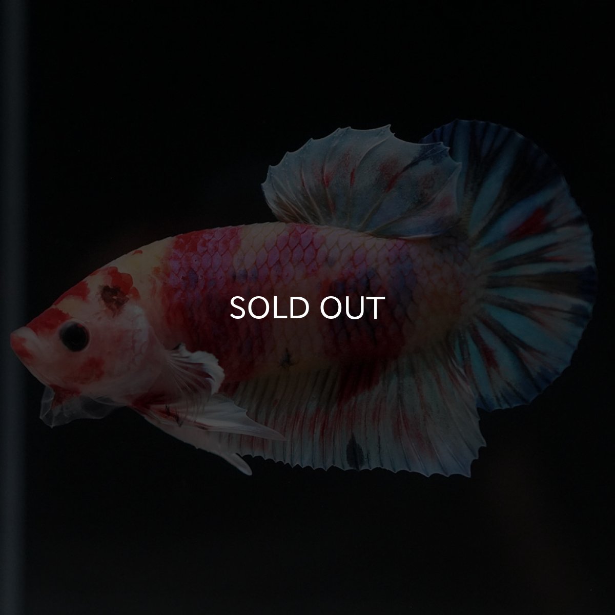 画像6: HMPK キャンディ (6)