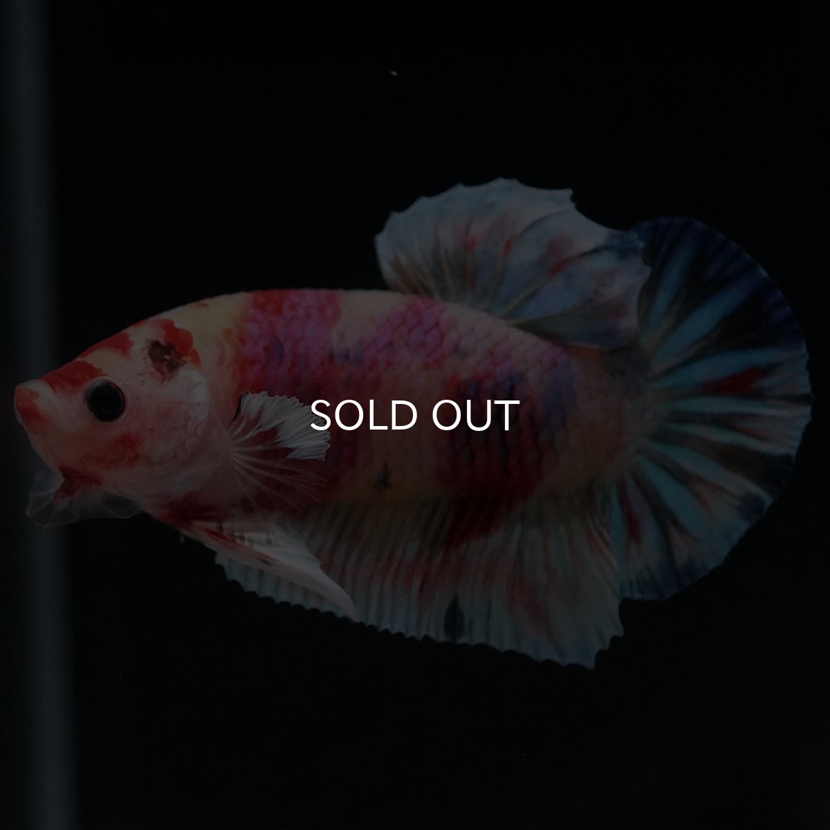 画像5: HMPK キャンディ (5)