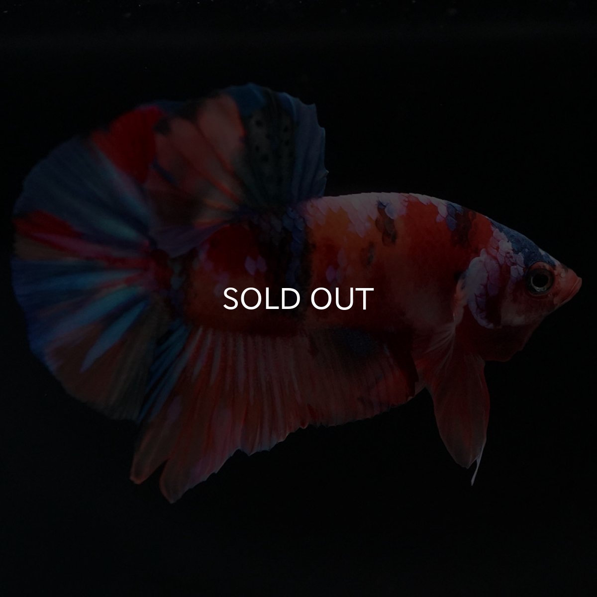 画像10: HMPK キャンディ (10)