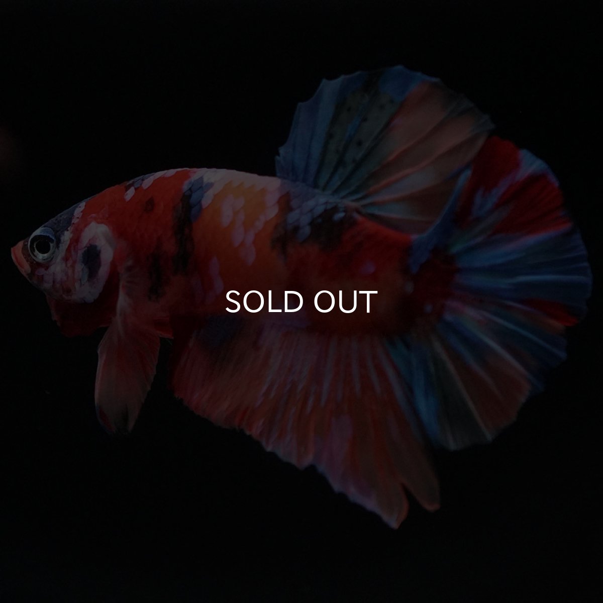 画像2: HMPK キャンディ (2)