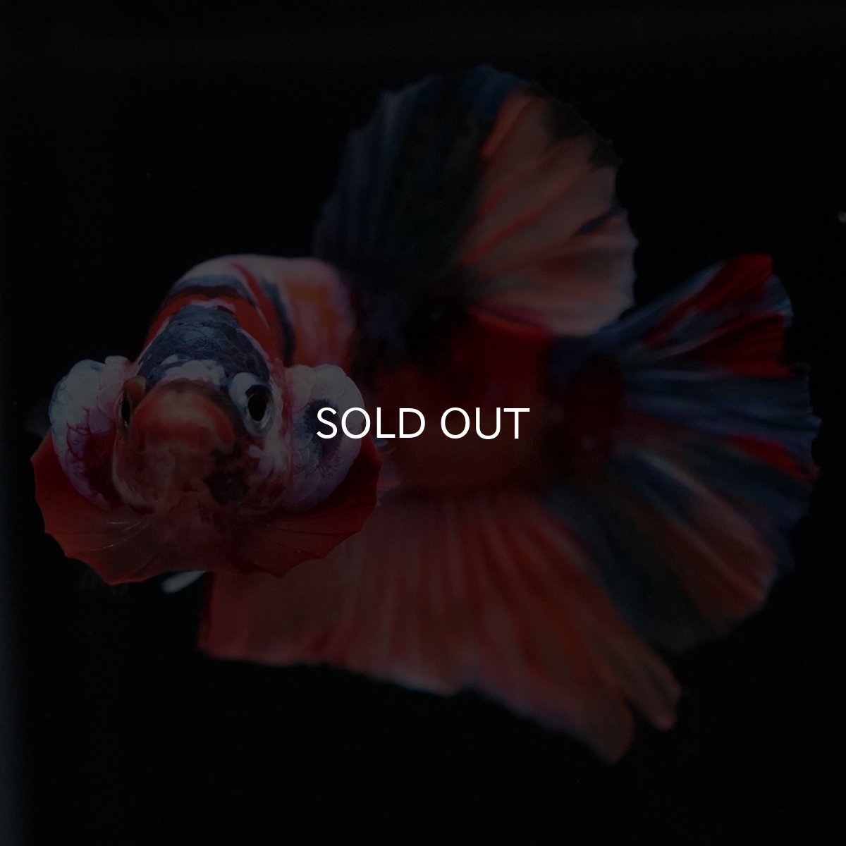 画像3: HMPK キャンディ (3)