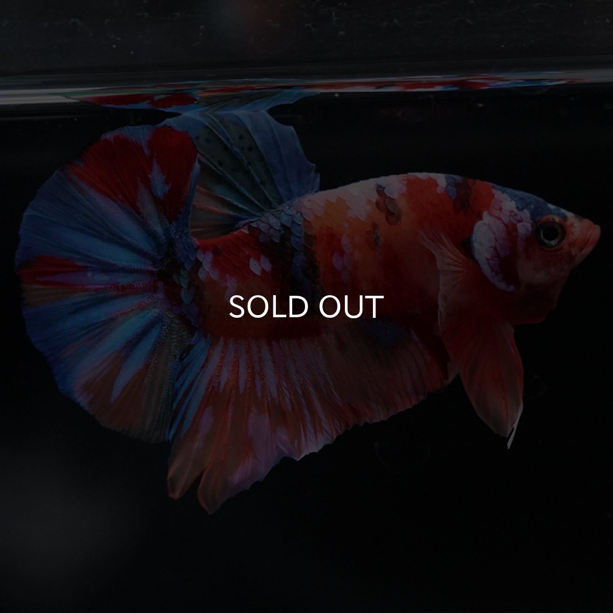 画像9: HMPK キャンディ (9)