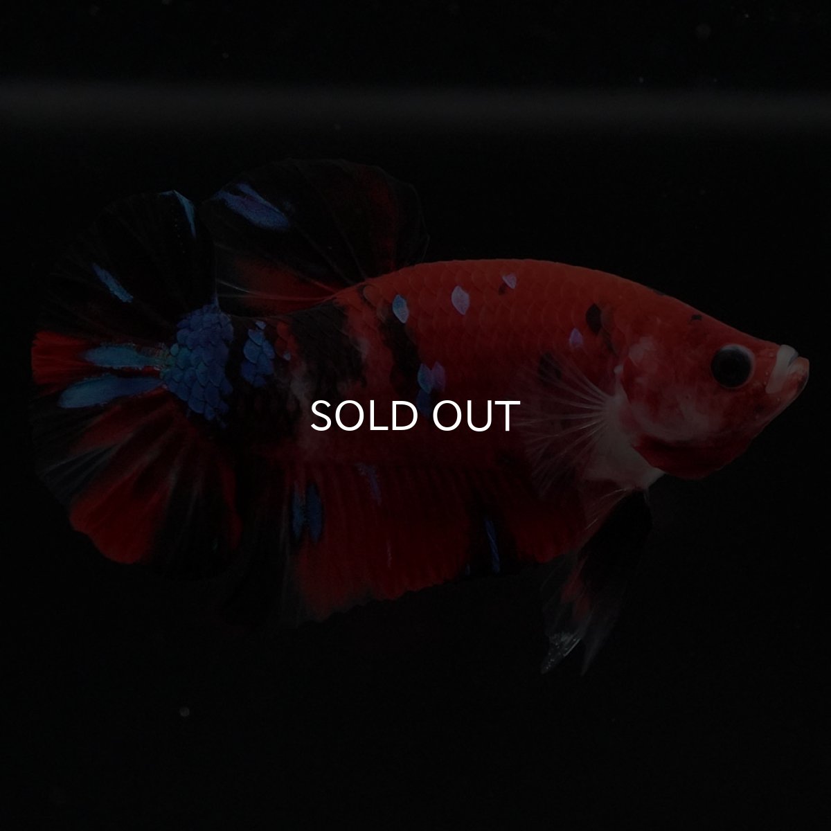 画像5: HMPK 鯉 (5)