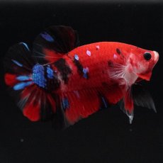 画像1: HMPK　鯉 (1)