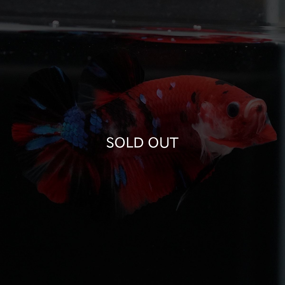 画像9: HMPK 鯉 (9)