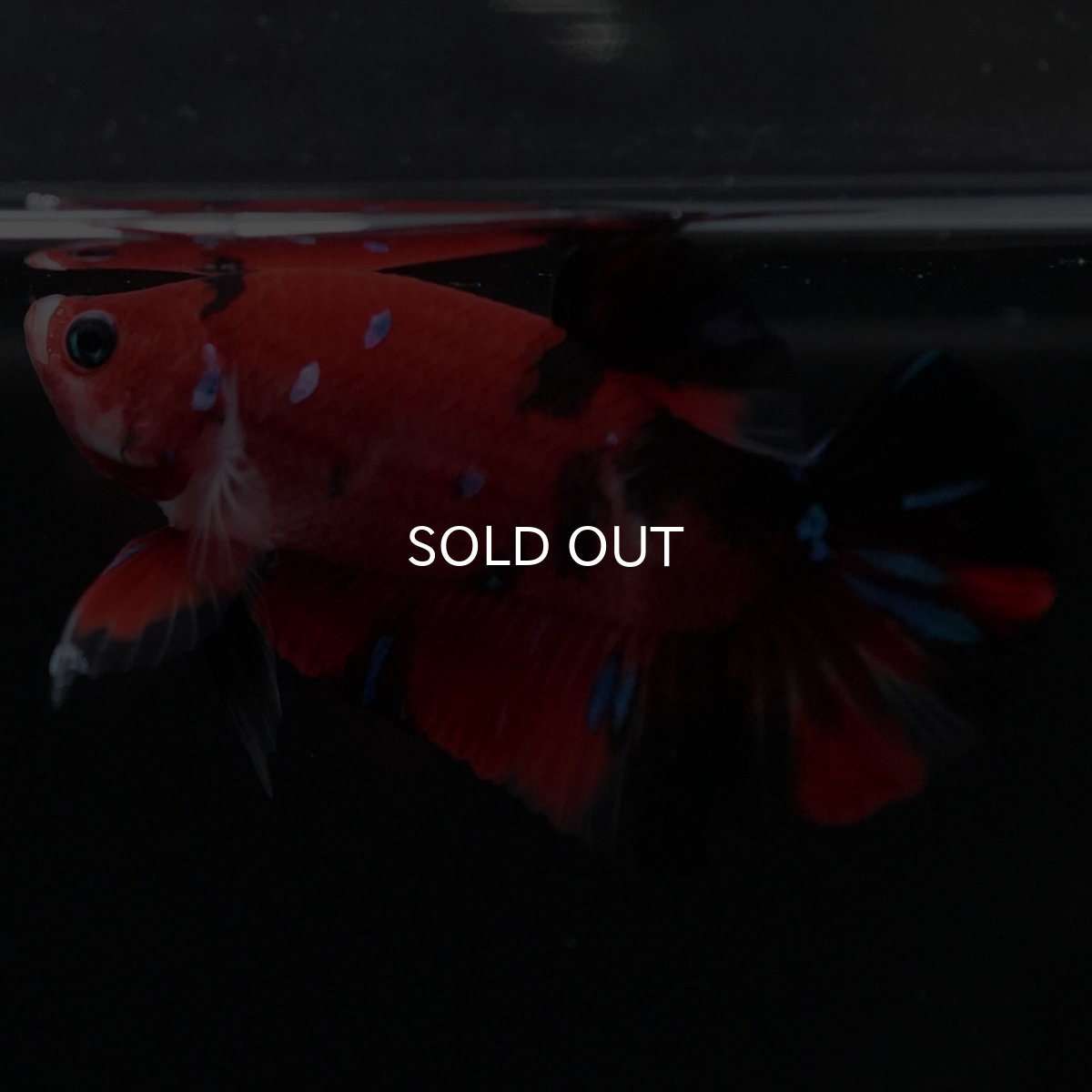 画像8: HMPK 鯉 (8)