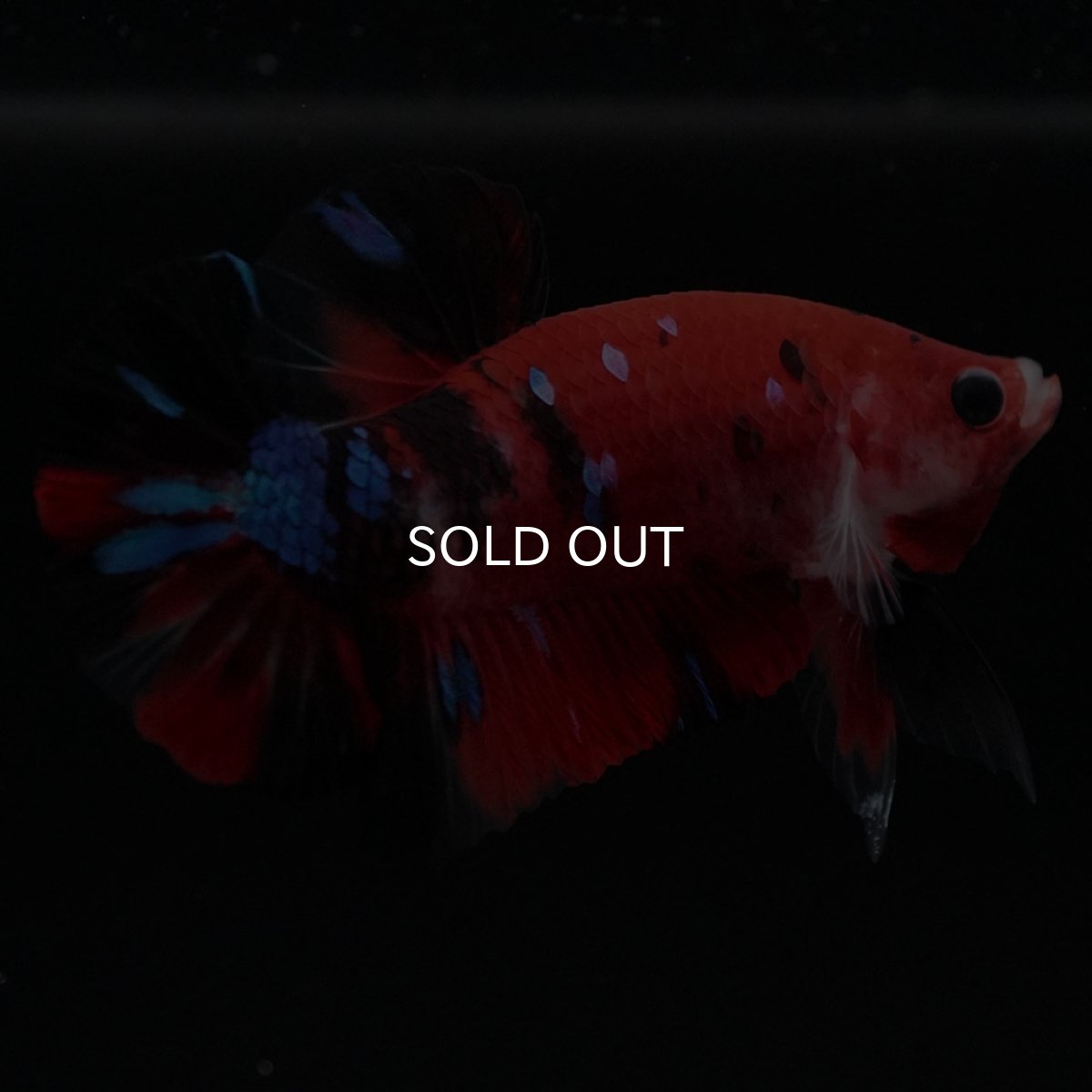 画像7: HMPK 鯉 (7)