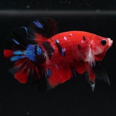 画像7: HMPK　鯉 (7)