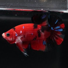 画像6: HMPK　鯉 (6)