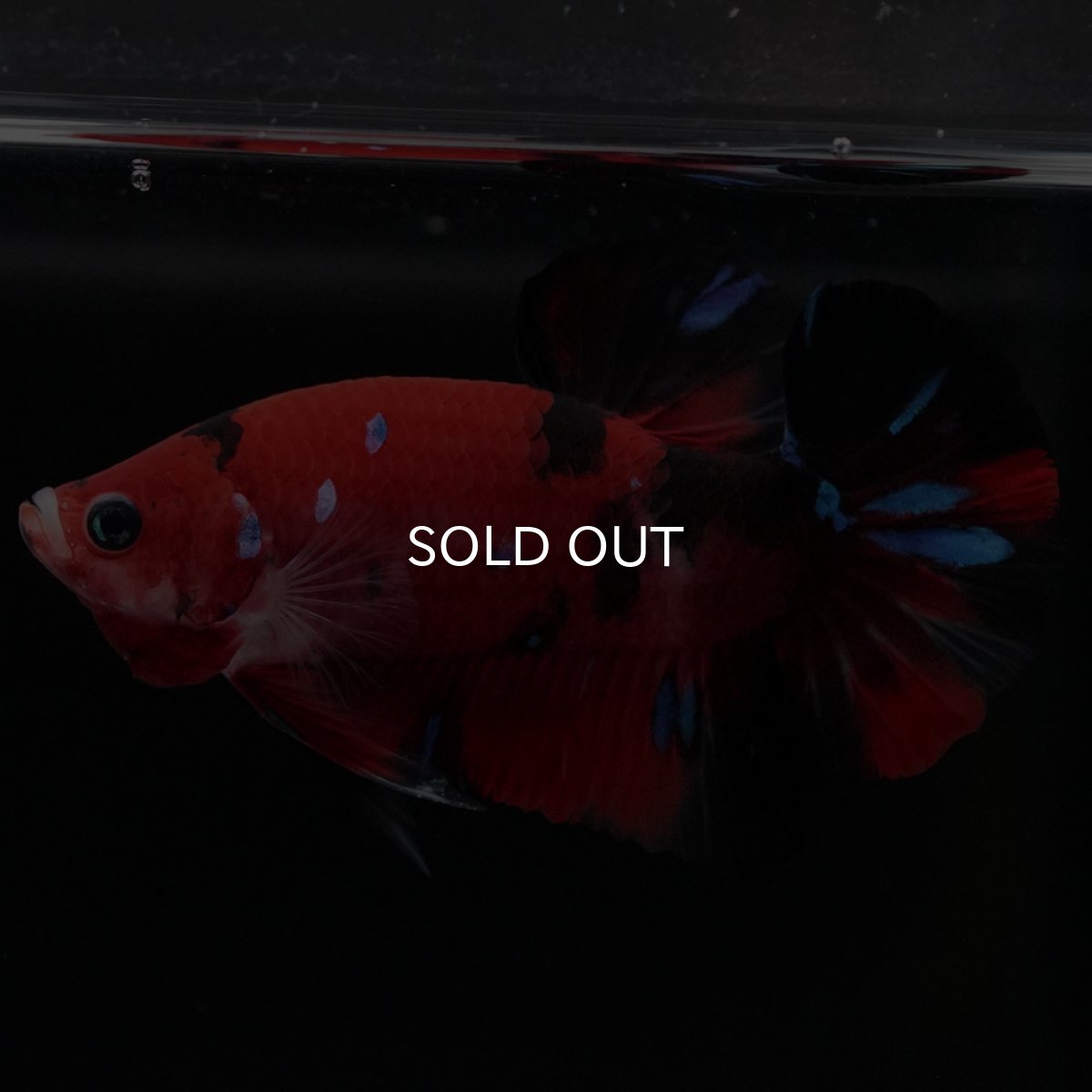 画像2: HMPK 鯉 (2)