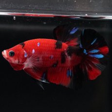画像2: HMPK　鯉 (2)
