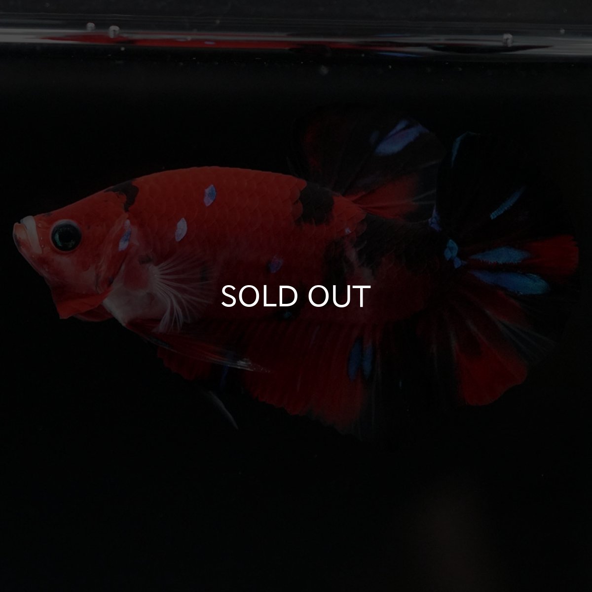 画像4: HMPK 鯉 (4)