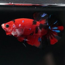 画像4: HMPK　鯉 (4)
