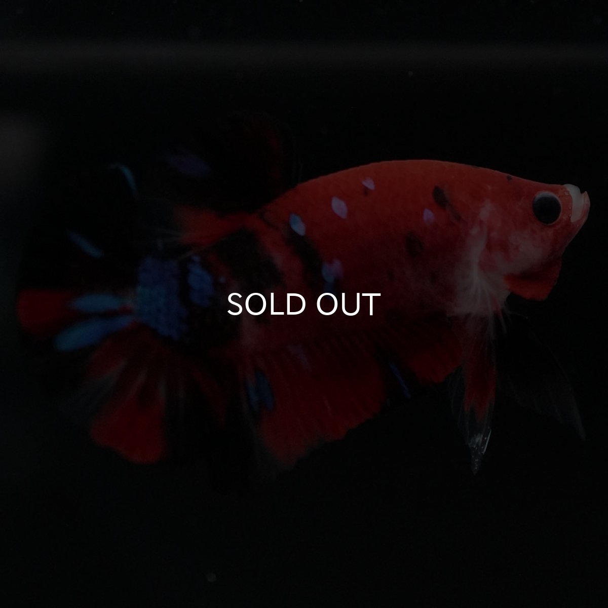 画像3: HMPK 鯉 (3)