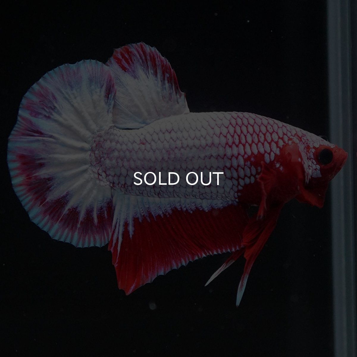 画像5: HMPK ヘルボーイ (5)