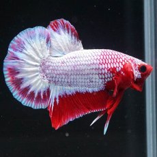 画像5: HMPK　ヘルボーイ (5)