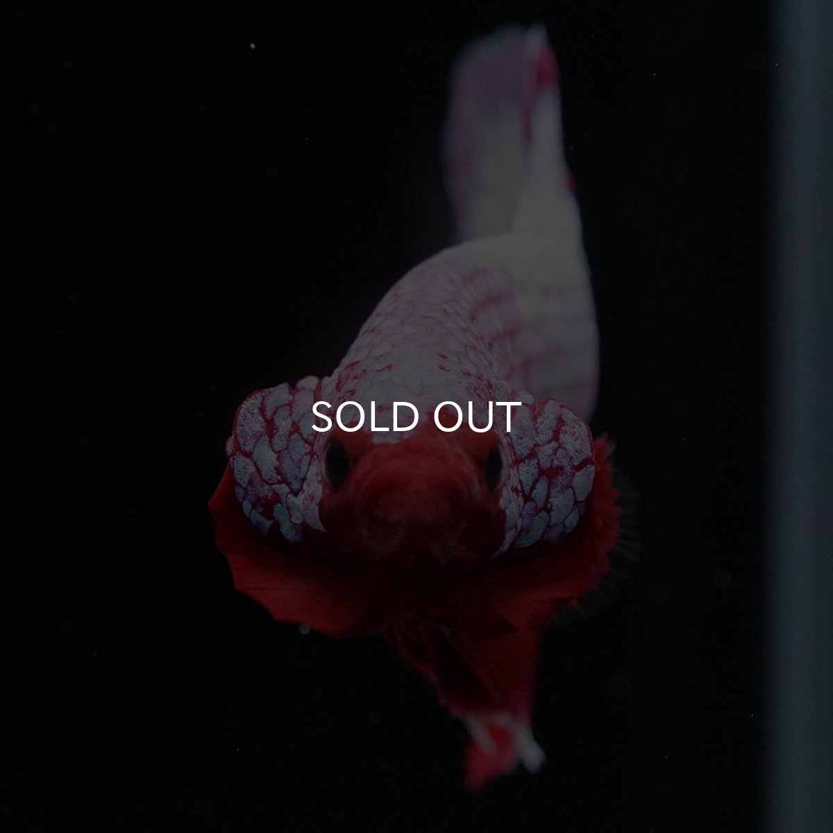 画像3: HMPK ヘルボーイ (3)