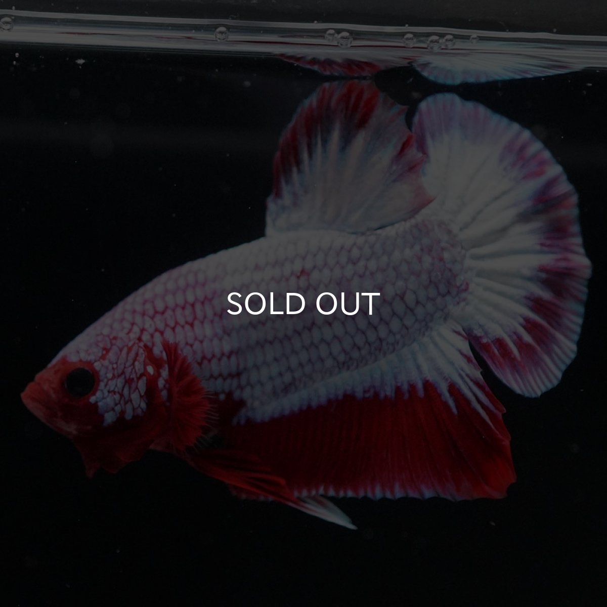 画像10: HMPK ヘルボーイ (10)