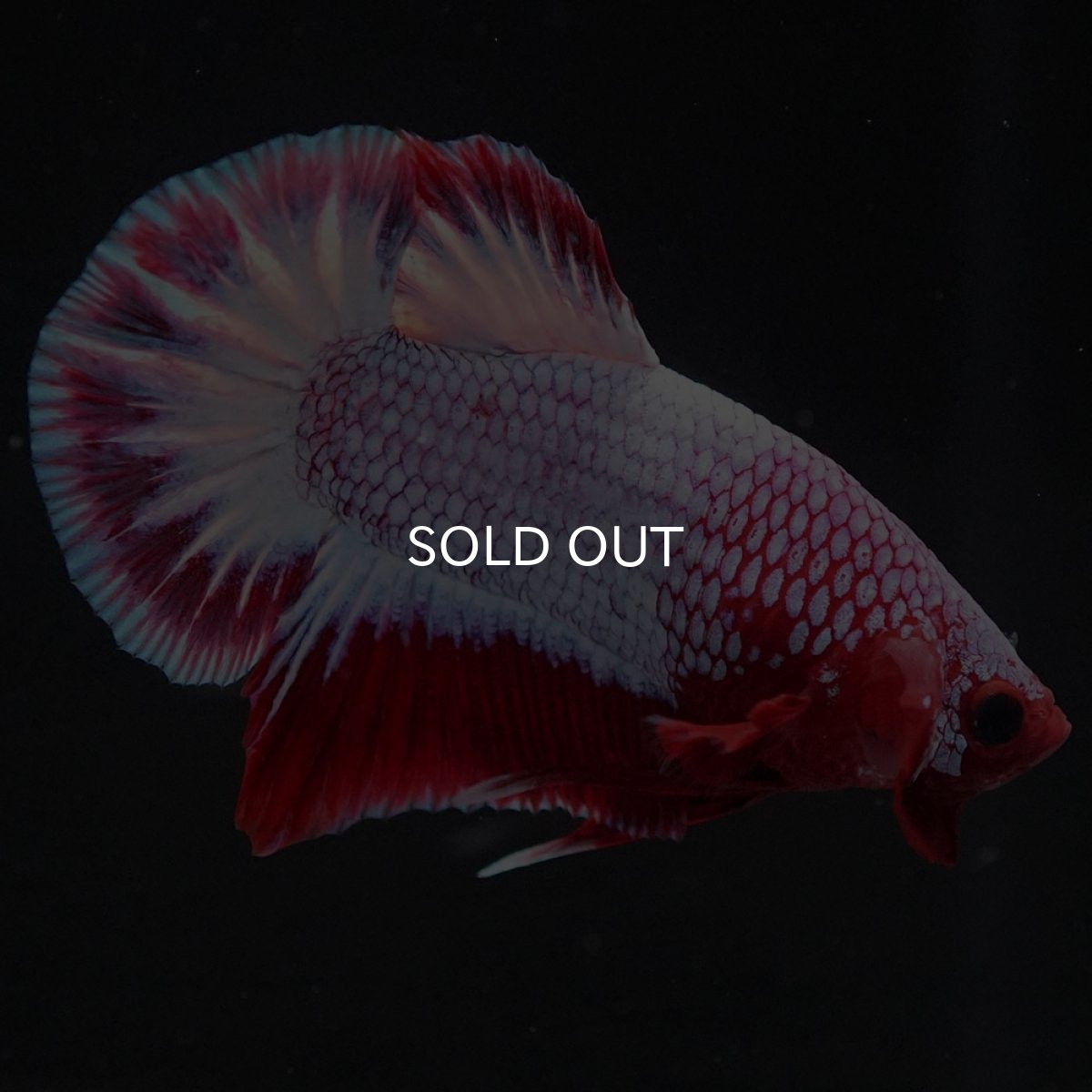 画像11: HMPK ヘルボーイ (11)