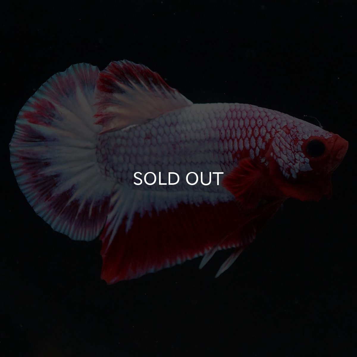 画像9: HMPK ヘルボーイ (9)