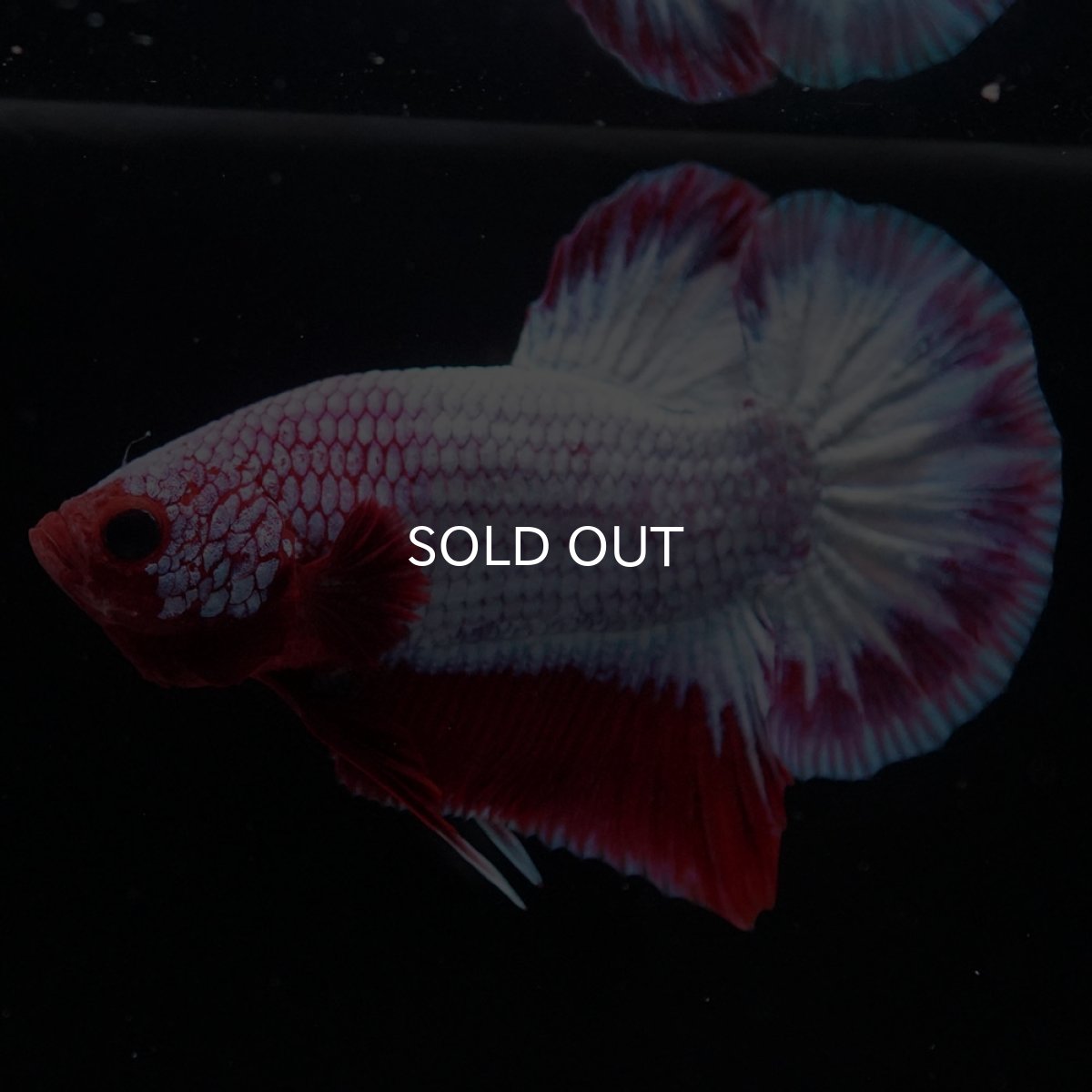 画像8: HMPK ヘルボーイ (8)