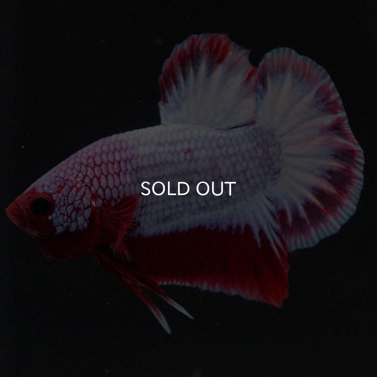 画像6: HMPK ヘルボーイ (6)