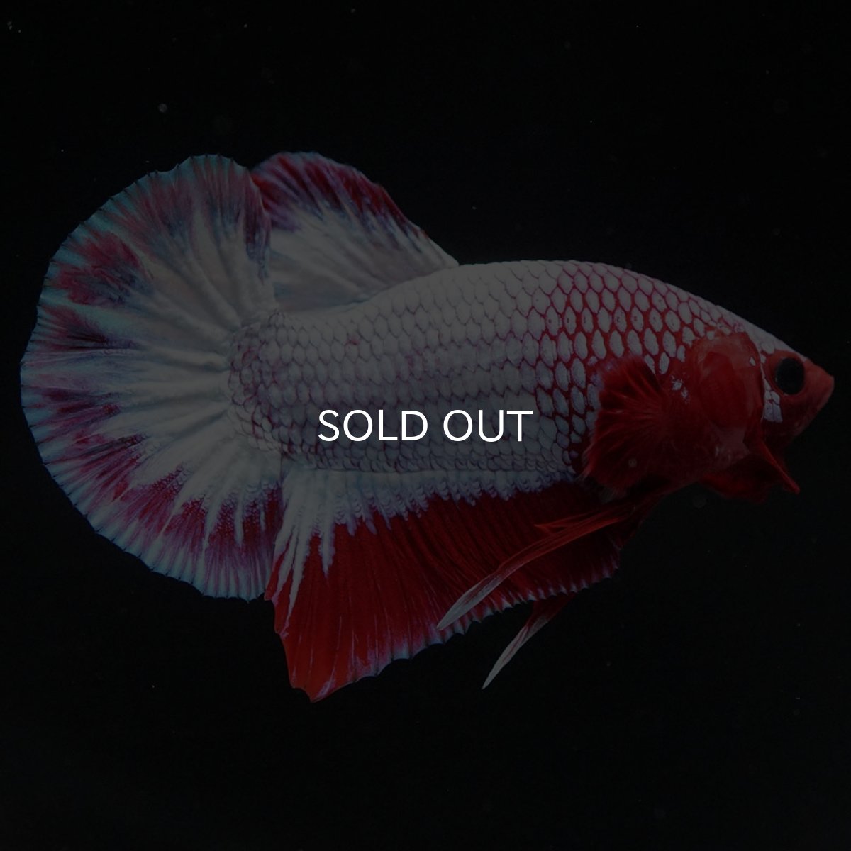 画像7: HMPK ヘルボーイ (7)